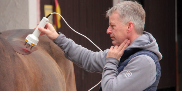 Lasertherapie bei Pferden